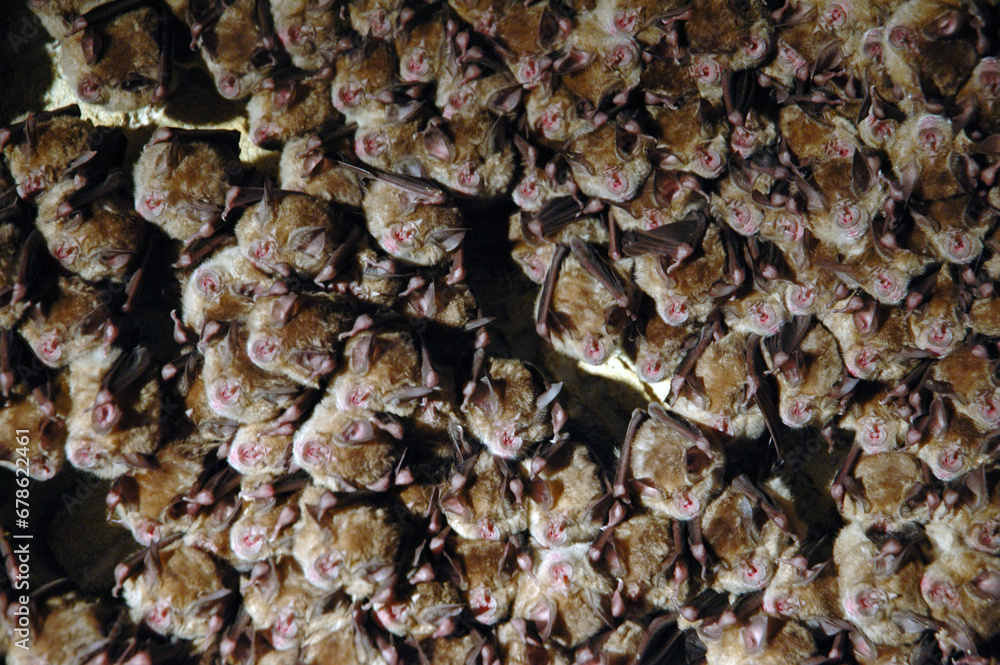 Colony of hanging bats in a cave. These fllying mammals are using echolocation to navigate Colony of hanging bats in a cave. These fllying mammals are using echolocation to navigate