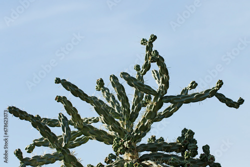 The Peruvian apple cactus (Cereus repandus)  is a large, erect, spiny columnar cactus found in South America. photo