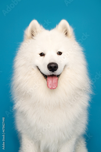 portrait of a white dog © Nataliia Popova