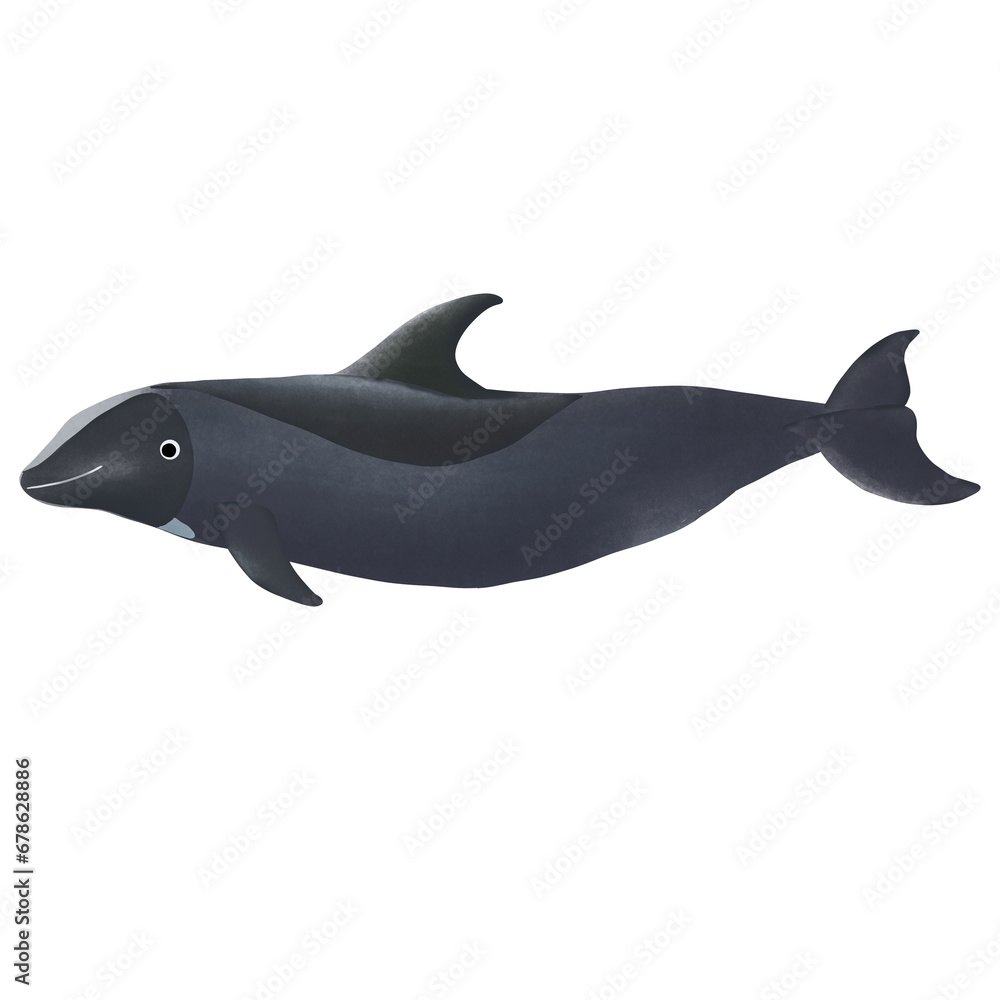 Fototapeta premium Melon Headed Whale On White Background.