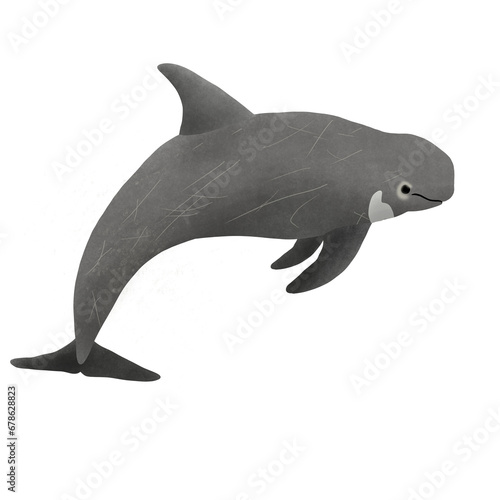 Risso’s Dolphin, Grampus griseus On White Background.