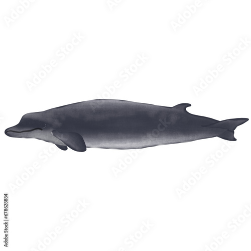 Baird’s Beaked Whale On White Background.