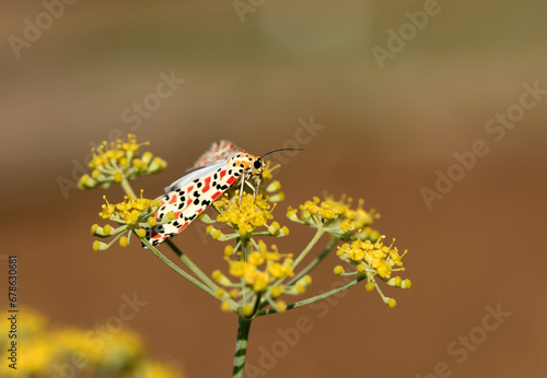 A crimson-speckled flunkey (Utetheisa pulchella) moth on flowers of fennel flowers in the autumn photo