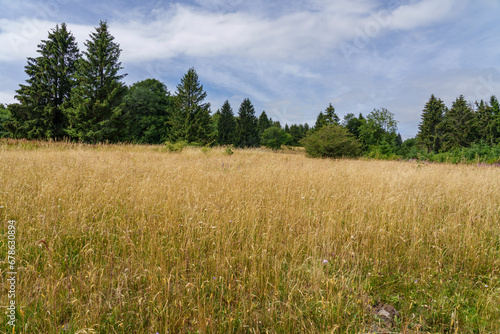 Landschaft der Schwarzenbergwiesen im NSG Schwarze Berge im Biosphärenreservat Rhön bei der Kissinger Hütte, Wildflecken, Unterfranken, Franken, Bayern, Deutschland