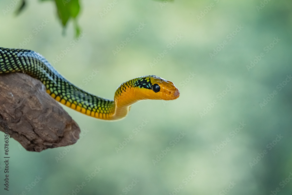 Rainbow tree snake, Royal tree snake, gonyosoma margaritatum native to borneo indonesia close up shot with natural bokeh background Rainbow tree snake, Royal tree snake, gonyosoma margaritatum native to borneo indonesia close up shot with natural bokeh background