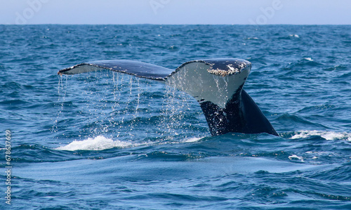 Photography View of whale's tail breaching above water showing water splashes