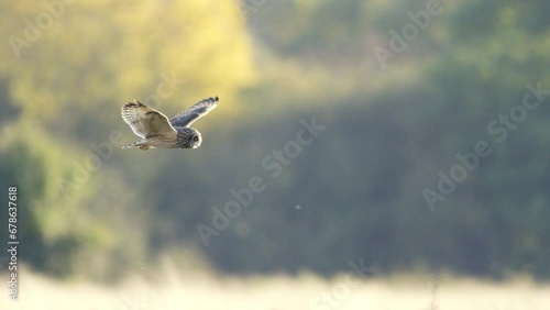 A short eared owl flying and hunting in beautiful evening light in a field in the UK