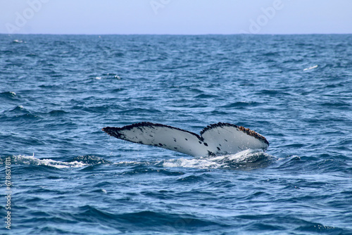 View of whale's tail breaching above water showing water splashes © Jane Tansi