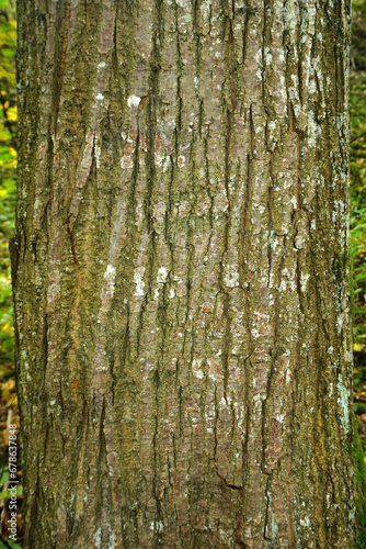 Fototapeta Naklejka Na Ścianę i Meble -  Sommerlinde; Tilia platyphyllos; lime tree; Rinde; Borke; bark