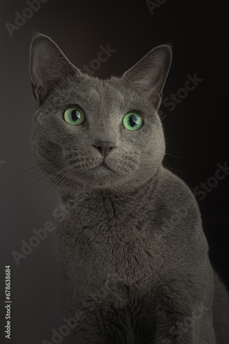 Portet kota rosyjskiego. Portret studyjny kota,. Kotka rosyjska niebieska. 