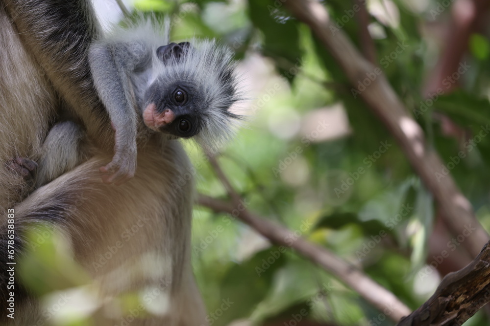 Fototapeta premium Roter Stummelaffe16