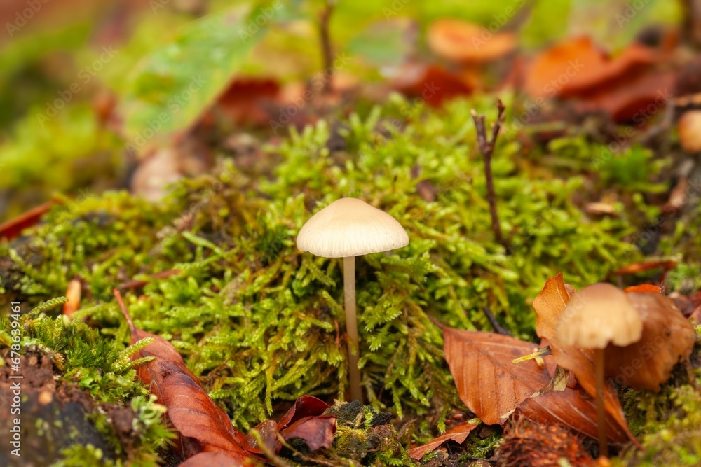 Scenic view of mushrooms growing in a forest on green moss in the Netherlands Scenic view of mushrooms growing in a forest on green moss in the Netherlands
