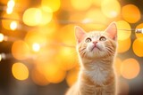 Close-up of cute cat gazing at something with beautiful bokeh background