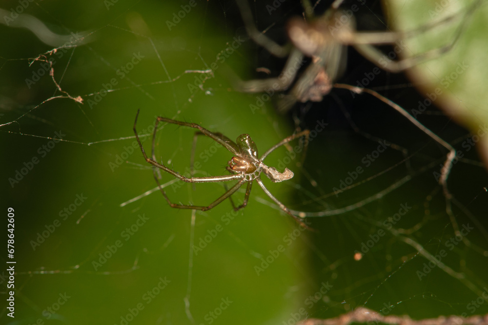 spider, beautiful and small spider seen by macro lens in detail, selective focus. spider, beautiful and small spider seen by macro lens in detail, selective focus.