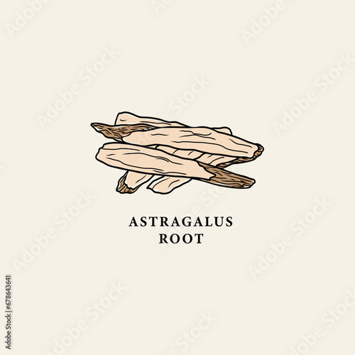 Line art astragalus root drawing
 photo