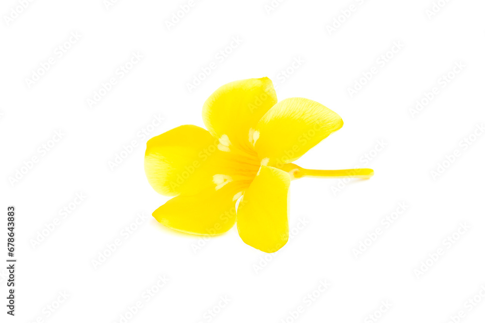 Flower of golden trumpet, yellow allamanda, Allamanda cathartica isolated on white background, Yellow flower blooming Flower of golden trumpet, yellow allamanda, Allamanda cathartica isolated on white background, Yellow flower blooming