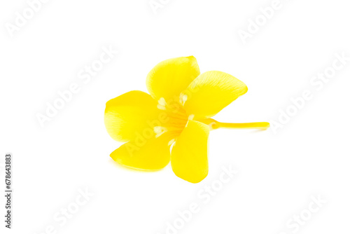 Flower of golden trumpet, yellow allamanda, Allamanda cathartica isolated on white background, Yellow flower blooming