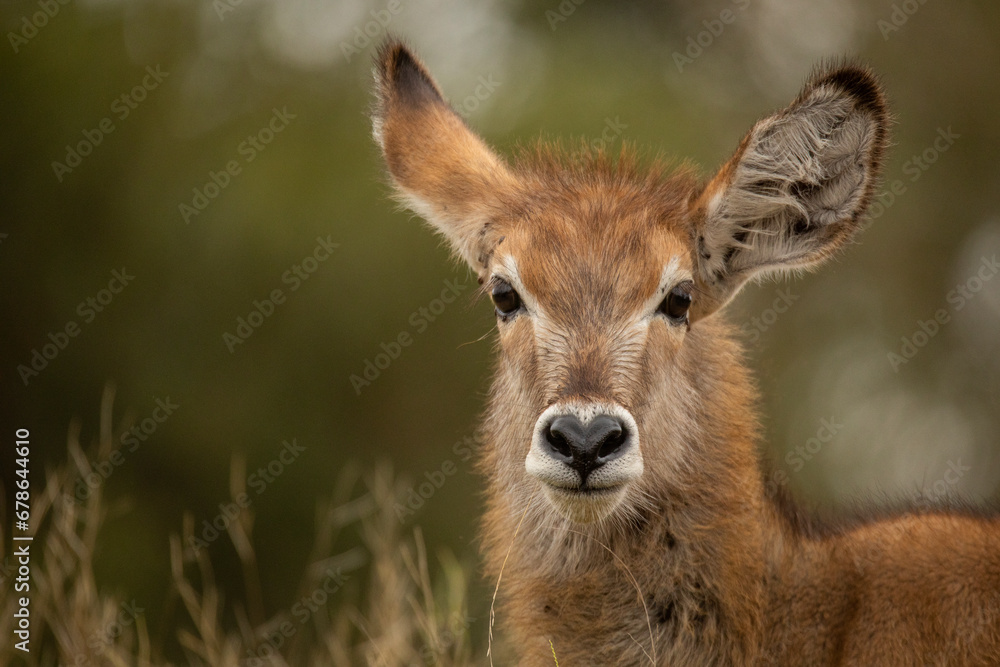 white deer white deer