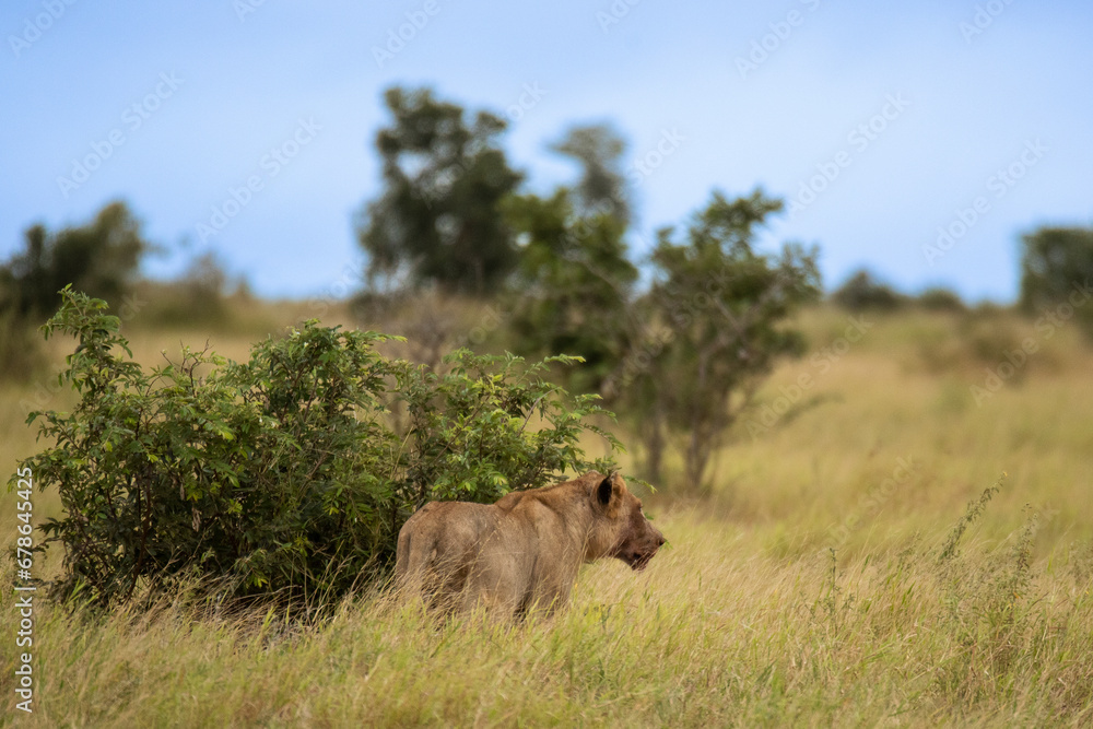 Kruger Park lioness in the bush Kruger Park lioness in the bush