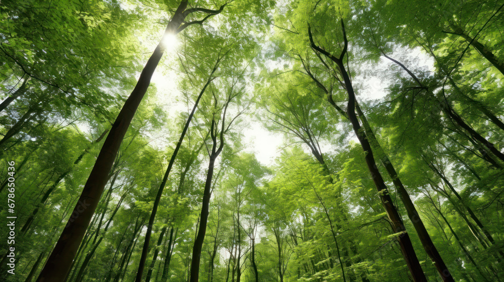 Naklejka premium Sunlight Streaming Through a Lush Green Forest Canopy