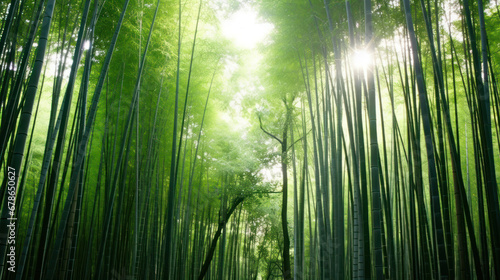 Sunlight Filtering Through a Lush Bamboo Forest