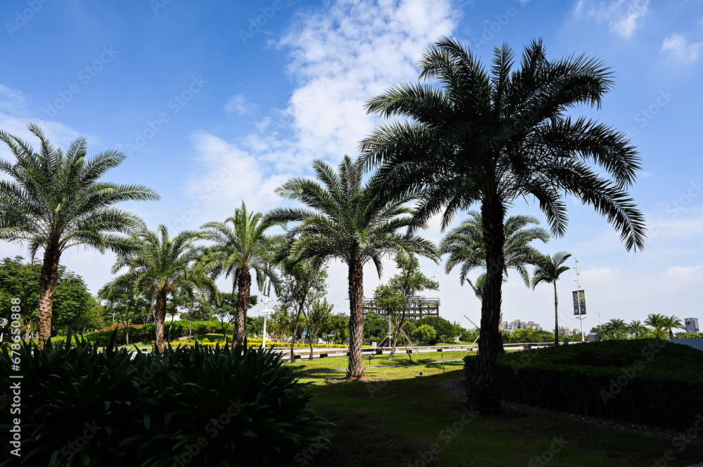 Fototapeta premium Palm Tree or Trachycarpus fortunei