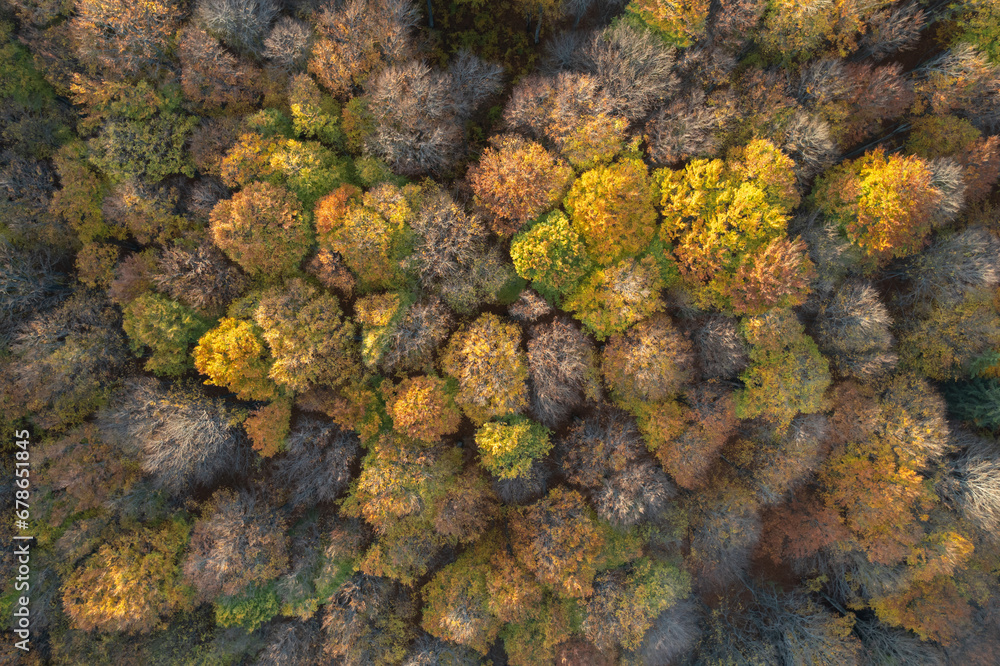 Aerial top view of the colorful forest, at sunrise