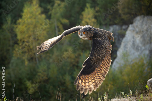 The great eagle owl (Bubo bubo) is a large species of owl in the Strigidae family. It is the largest European owl.