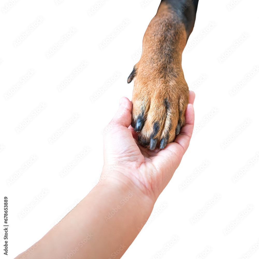 Close up view of human hand holding the paw of a dog. Top view. Isolated, transparent background. - obrazy, fototapety, plakaty 