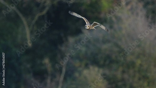 A short eared owl flying and hunting in beautiful evening light in a field in the UK