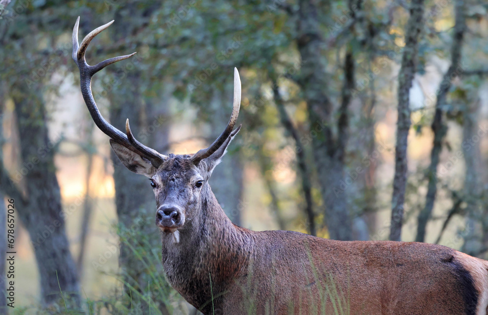 Portrait of an adult male red deer (Cervus elaphus) in a mediterranean forest. Deer with uneven antlers in south european environment early in the morning. Deer rutting season in Sanabria, Spain. Portrait of an adult male red deer (Cervus elaphus) in a mediterranean forest. Deer with uneven antlers in south european environment early in the morning. Deer rutting season in Sanabria, Spain.