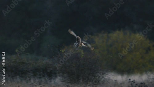 A short eared owl flying and hunting in beautiful evening light in a field in the UK