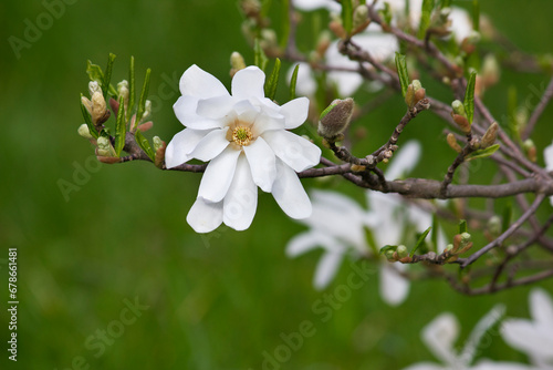 white magnolia flowers close-up. Spring blooming magnolia tree