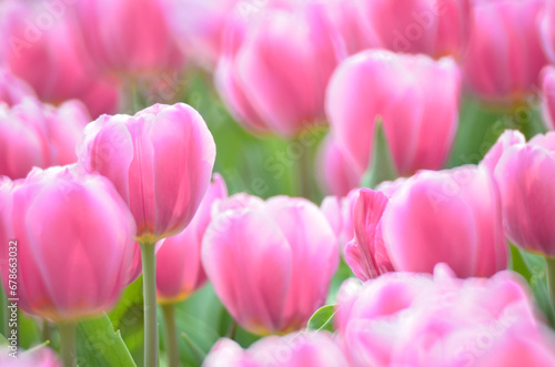a pink tulip field at spring  hk
