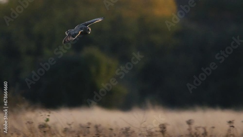 A short eared owl flying and hunting in beautiful evening light in a field in the UK