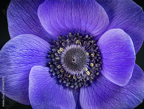 Blue Poppy Anemone