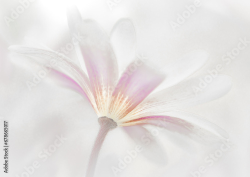 White Anemone