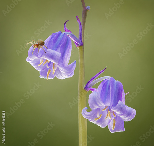 Bluebells with spider