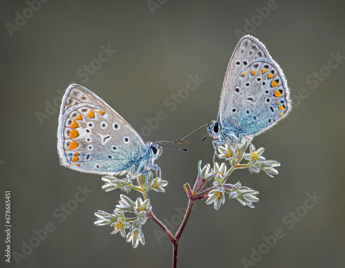 Common Blue butterflies