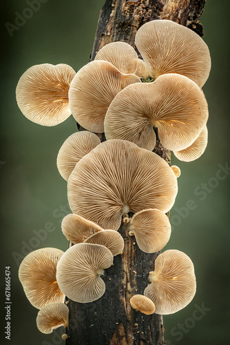 Oysterling Fungi