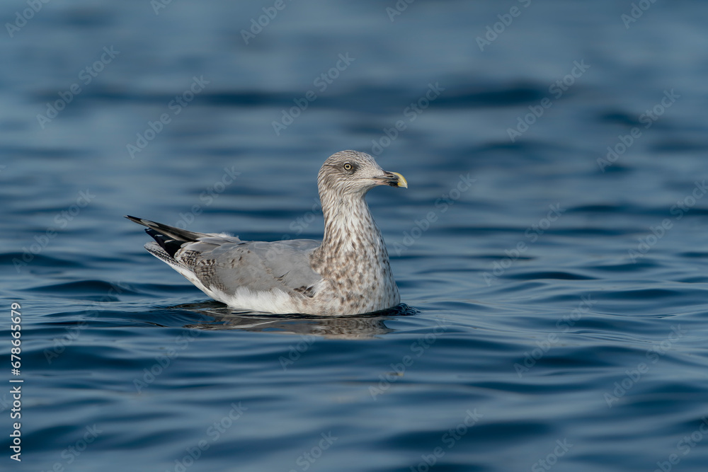 Caspian Gull (Larus cachinnans) swimming in the blue water of the Oder delta in Poland, europe. Blue background.                                                          