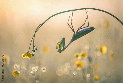 Praying Mantis at dawn