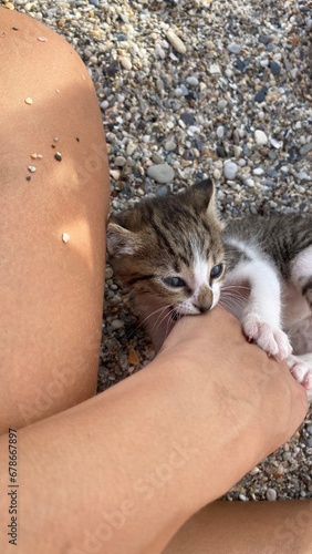un gatito pequeña mordiendo la mano 