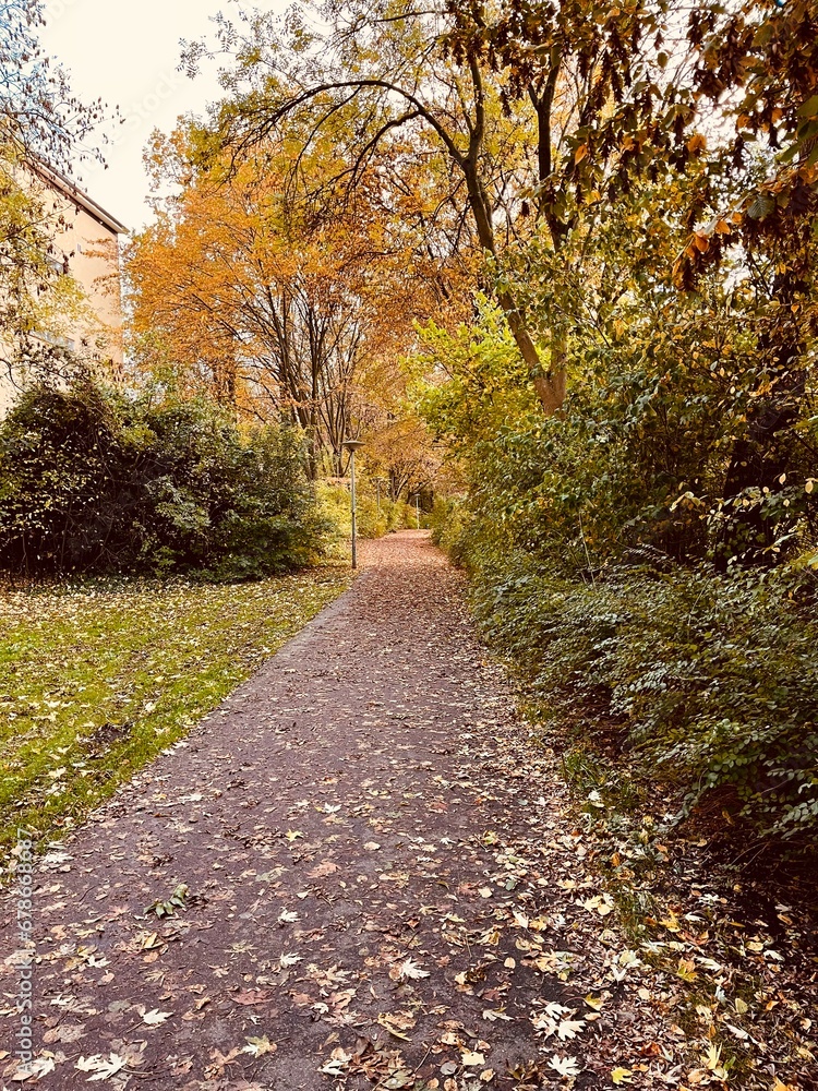 autumn trees in the park