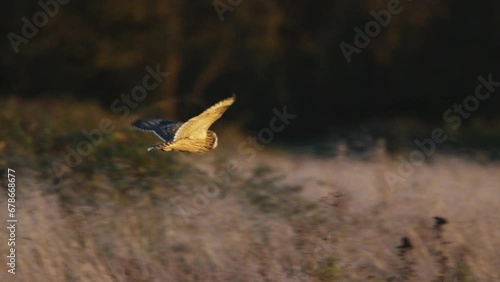 A short eared owl flying and hunting in beautiful evening light in a field in the UK