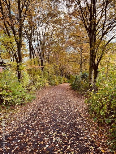 Fototapeta Naklejka Na Ścianę i Meble -  path in autumn park