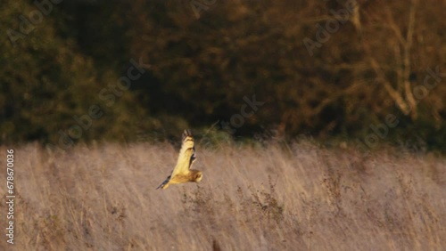 A short eared owl flying and hunting in beautiful evening light in a field in the UK