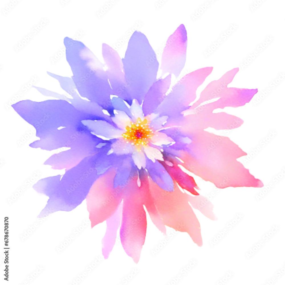dahlia flower isolated dahlia flower isolated