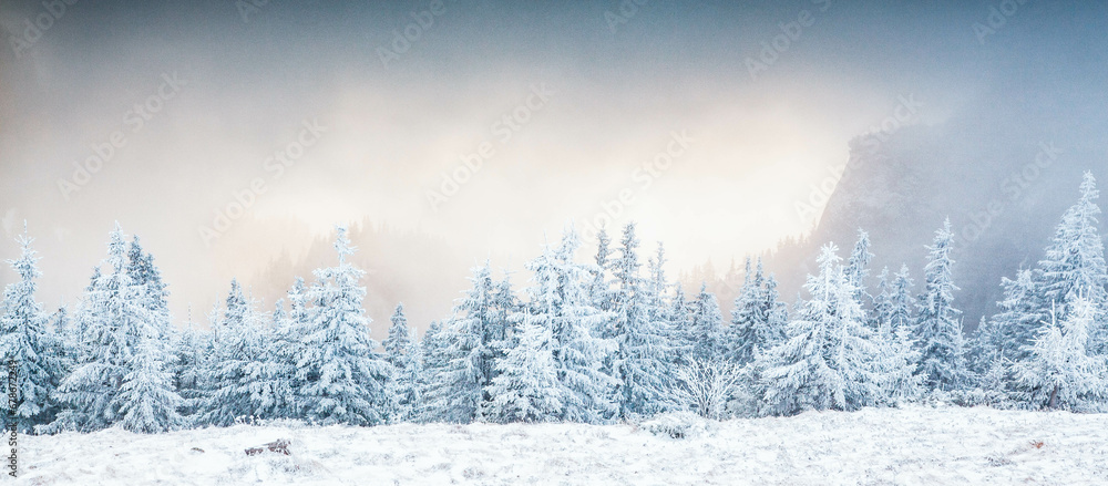 winter landscape with snowy fir trees in the mountains winter landscape with snowy fir trees in the mountains