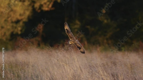 A short eared owl flying and hunting in beautiful evening light in a field in the UK